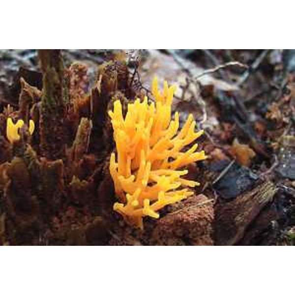 Ramaria aurea, anche detto Clavaria aurea, fungo delle Clavariaceae. Foto: Archivio del Corpo forestale regionale - Marco Pradella