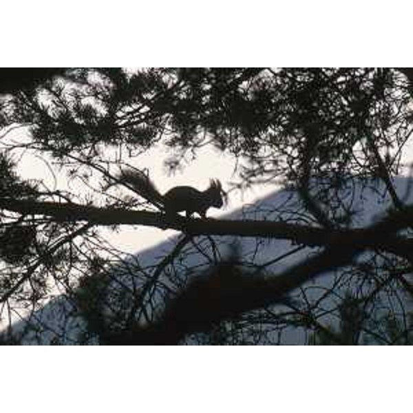 Scoiattolo su un ramo di Pino silvestre. Foto: Archivio del Corpo forestale regionale - Marco Pradella