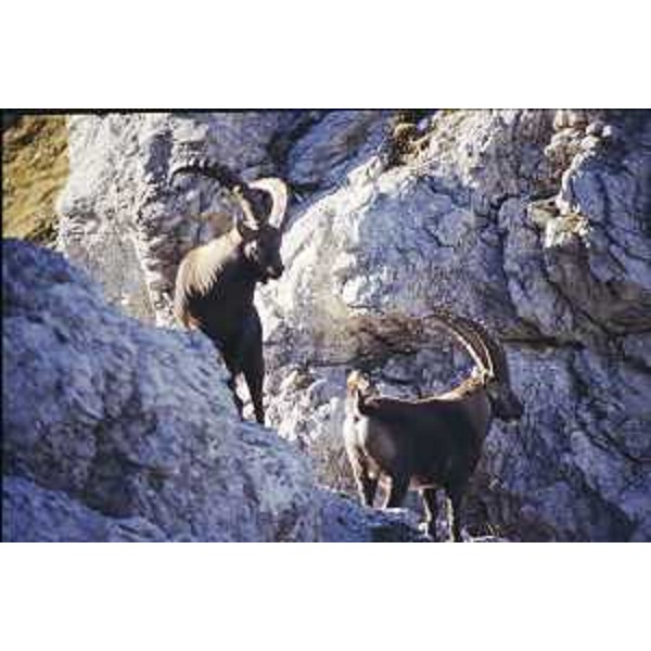 Due maschi di Stambecco sulle Postegae del Pramaggiore, nel Parco delle Dolomiti Friulane. Foto: Archivio del Corpo forestale regionale - Marco Pradella