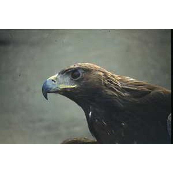 Aquila reale. Foto: Archivio del Corpo forestale regionale - Marco Pradella