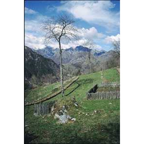 Tramonti di Sopra (Pordenone): un orto in Frazione Barbeadis. Foto: Archivio del Corpo forestale regionale - Marco Pradella