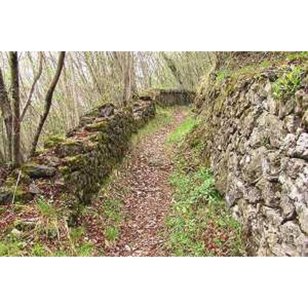 Tramonti di Sopra (Pordenone): sentiero per Casa Abis. Foto: Archivio del Corpo forestale regionale - Marco Pradella