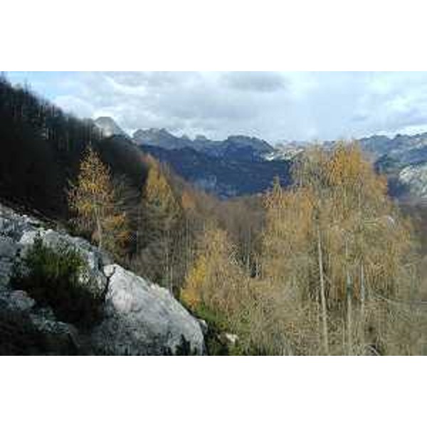 Larici in Val Silisia d'autunno. Foto: Archivio del Corpo forestale regionale - Marco Pradella