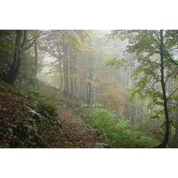Nebbia nel bosco in Val Silisia. Foto: Archivio del Corpo forestale regionale 