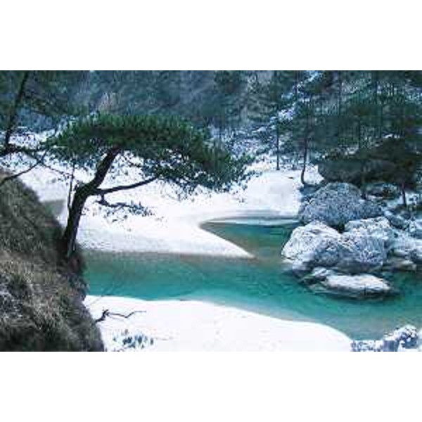 Un Pino Nero sul Canal di Meduna in Val Tramontina. Foto: Archivio del Corpo forestale regionale - Marco Pradella