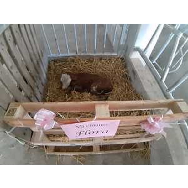 La vitellina Flora, prima nata nella nuova stalla di Davide Flora a Sutrio - Sutrio, 6 novembre 2021 - La vitellina Flora, prima nata nella nuova stalla di Davide Flora a Sutrio - Sutrio, 6 novembre 2021