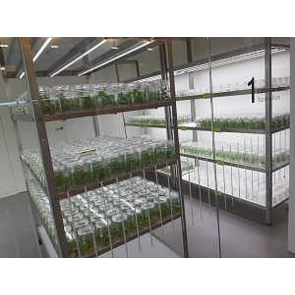 Coltivazione in vitro di viti - Coltivazione in vitro di viti