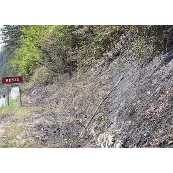 Lati della carreggiata (ex provinciale) della Val Resia bruciati dal rogo - Lati della carreggiata (ex provinciale) della Val Resia bruciati dal rogo