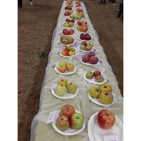 Le mele in concorso alla Mostra regionale di Pantianicco - Le mele in concorso alla Mostra regionale di Pantianicco