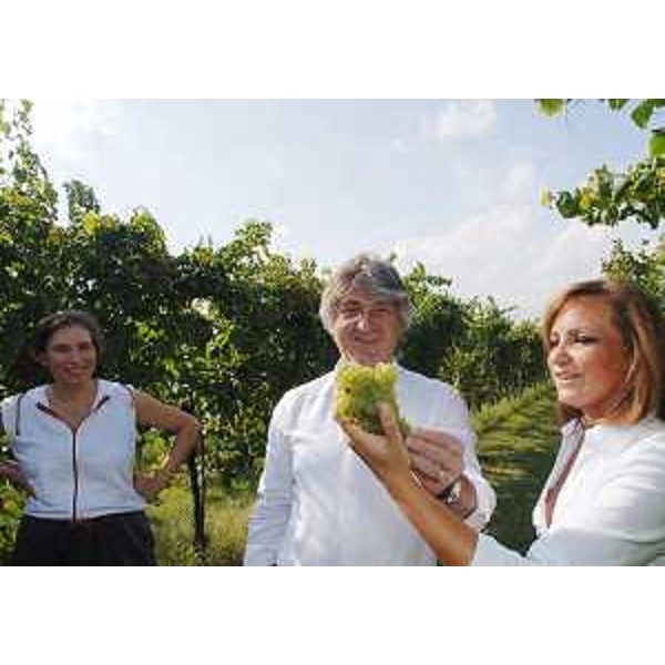 Renzo Tondo (Presidente Friuli Venezia Giulia) vendemmia in un'azienda agricola di Zoppola. (Zoppola 05/09/08)