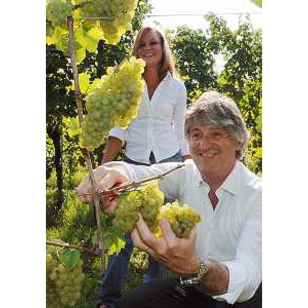 Renzo Tondo (Presidente Friuli Venezia Giulia) vendemmia in un'azienda agricola di Zoppola. (Zoppola 05/09/08)