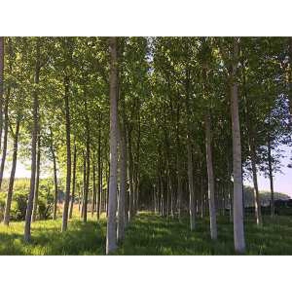 Un pioppeto in Friuli Venezia Giulia - Un pioppeto in Friuli Venezia Giulia