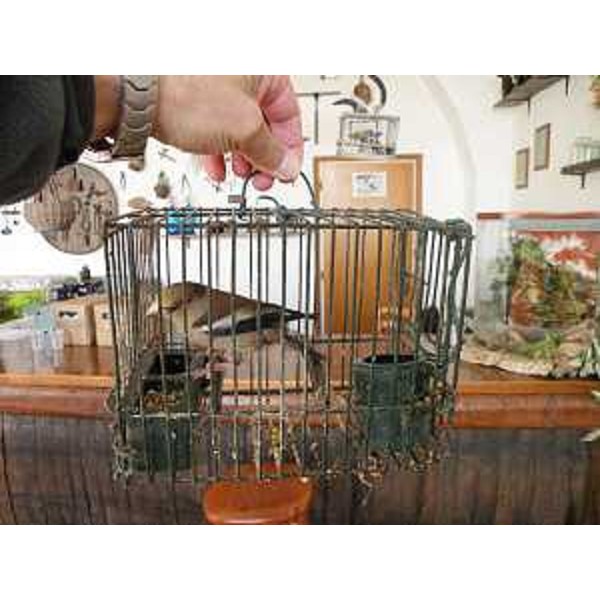 Un uccellino trovato durante l'operazione di repressione all'illecita detenzione di volatili appartenenti alla fauna selvatica e protetti dalla normativa nazionale e regionale, effettuata dai Forestali di San Giorgio di Nogaro in collaborazione con il NOAVA. (Cervignano del Friuli 10/02/10) 