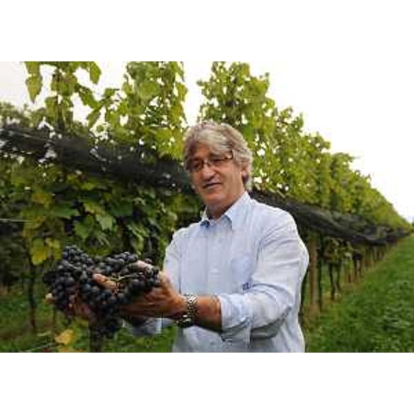 Renzo Tondo (Presidente Friuli Venezia Giulia) in un momento di partecipazione alla vendemmia in una vigna di Savorgnano del Torre. (Savorgnano del Torre 27/09/10)