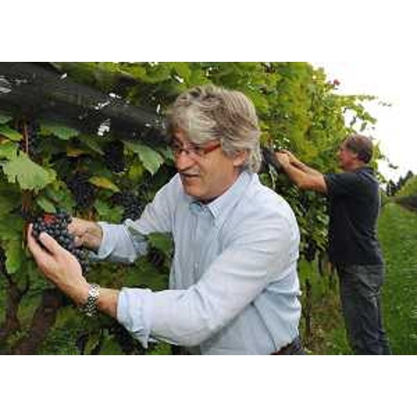 Renzo Tondo (Presidente Friuli Venezia Giulia) in un momento di partecipazione alla vendemmia in una vigna di Savorgnano del Torre. (Savorgnano del Torre 27/09/10)