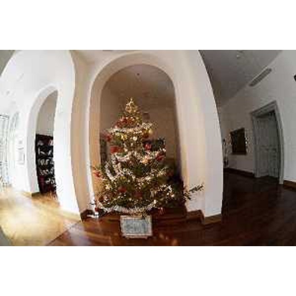 L'albero simbolo del Natale allestito nell'area Presidenza del Palazzo Regione a Trieste è un abete proveniente dalla foresta di Primosio (Paluzza) e compreso tra quelli abbattuti dal maltempo di fine ottobre scorso